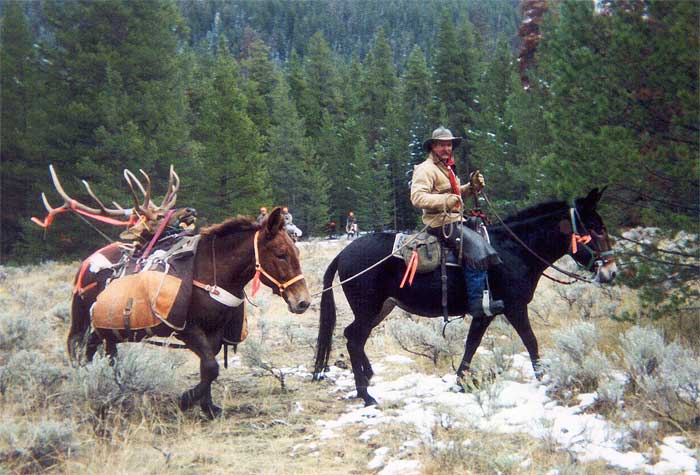 Packing out a harvested trophy bull elk with mules. 